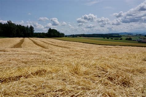 The sweet smell of flouve from hay .